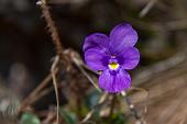 Alla ricerca dei resori floreali del Monte Zucco il 25 aprile 2010 - FOTOGALLERY